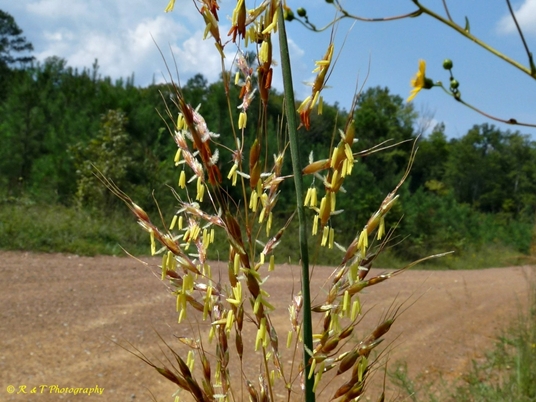 {Sorghastrum nutans}